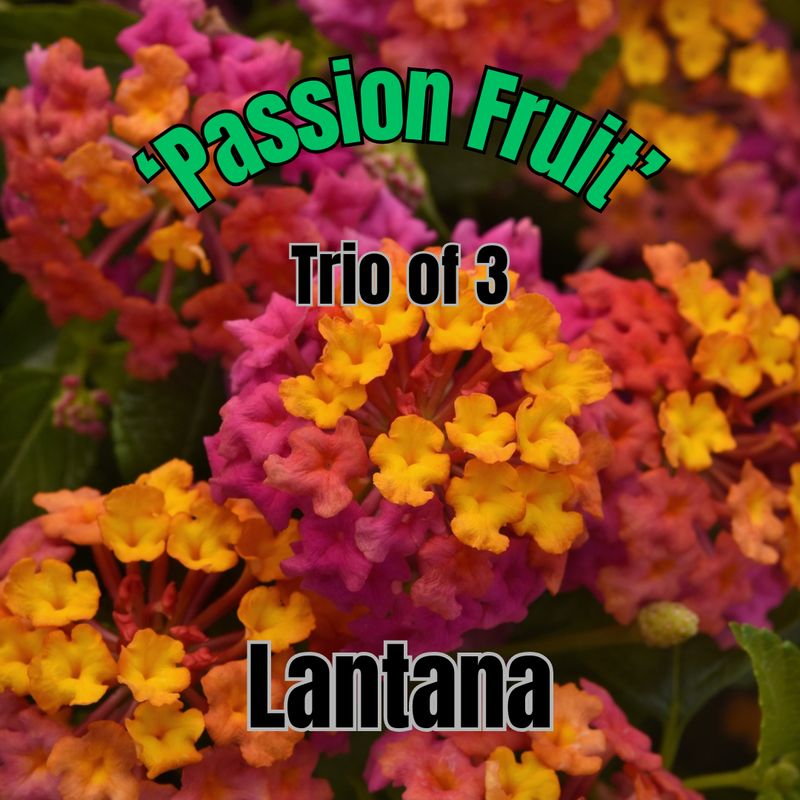 Lantana, Passion Fruit - Trio of 3 plants