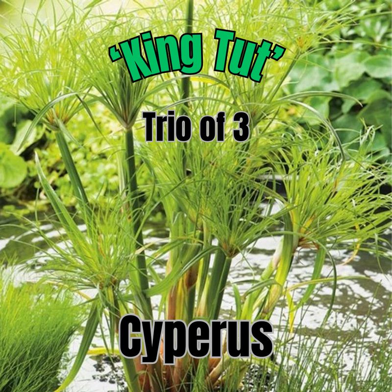 Cyperus papyrus, King Tut - Trio of 3 plants