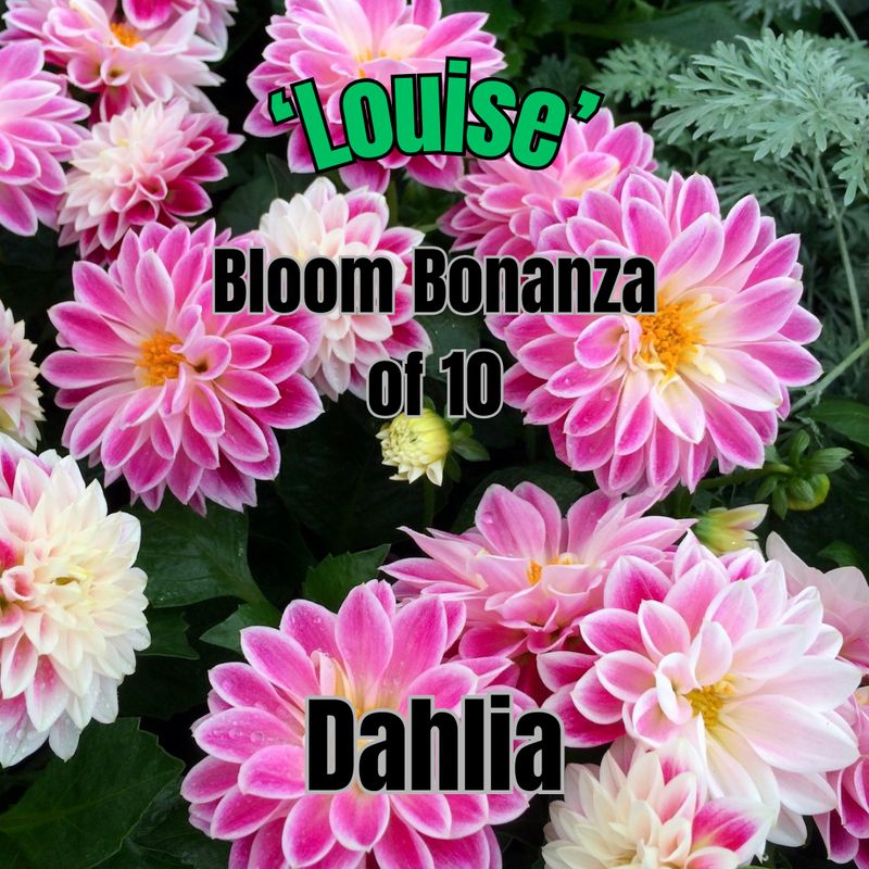 Dahlia, Dahlietta Louise - Bloom Bonanza of 10 plants