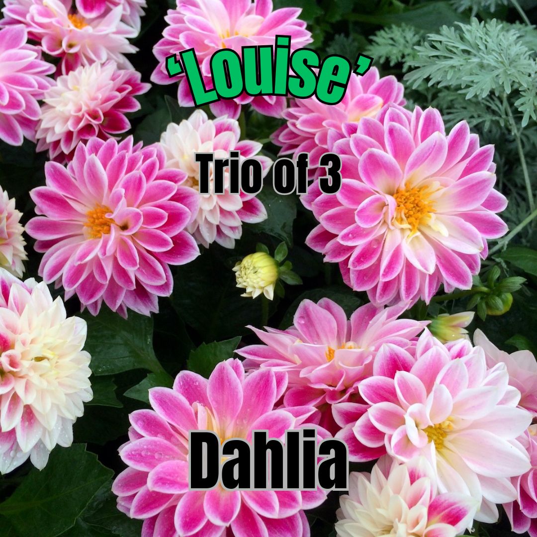 Dahlia, Dahlietta Louise - Trio of 3 plants