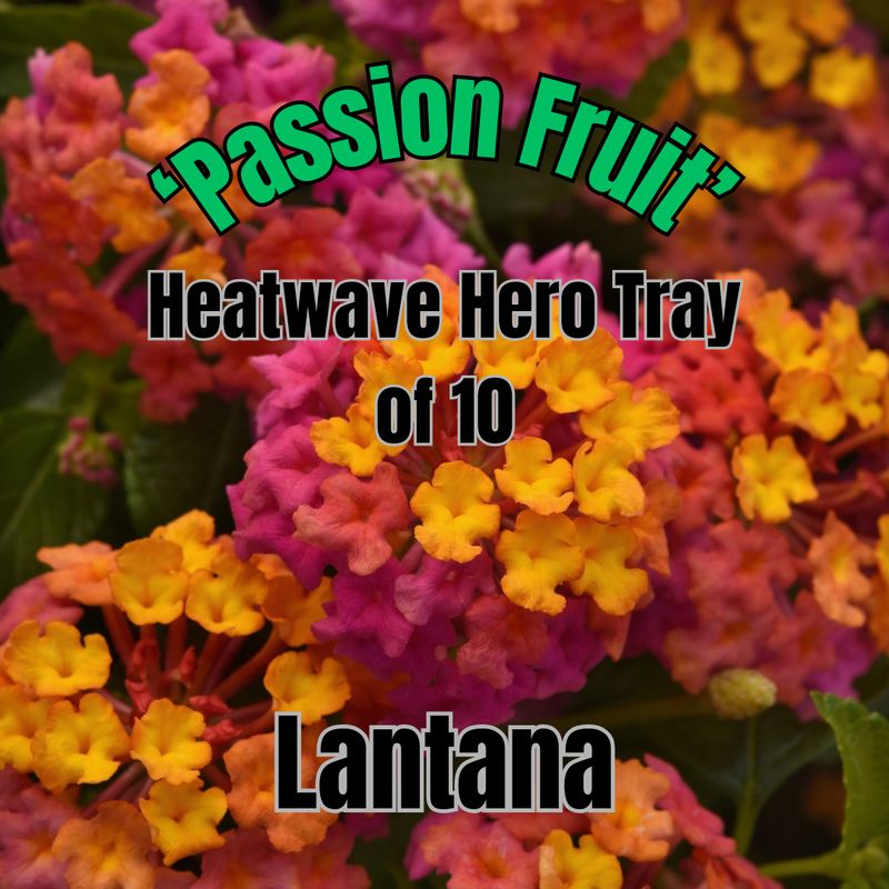 Lantana, Passion Fruit - Heatwave Hero Tray of 10