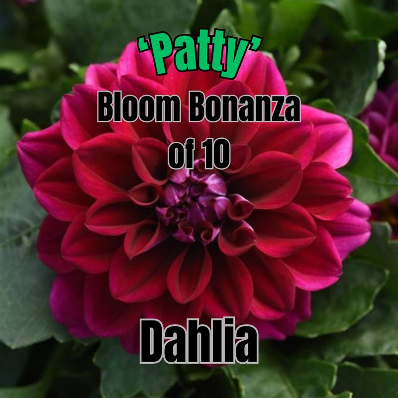 Dahlia, Dahlietta Patty - Bloom Bonanza of 10 plants