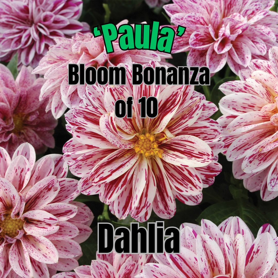 Dahlia, Dahlietta Paula - Bloom Bonanza of 10 plants