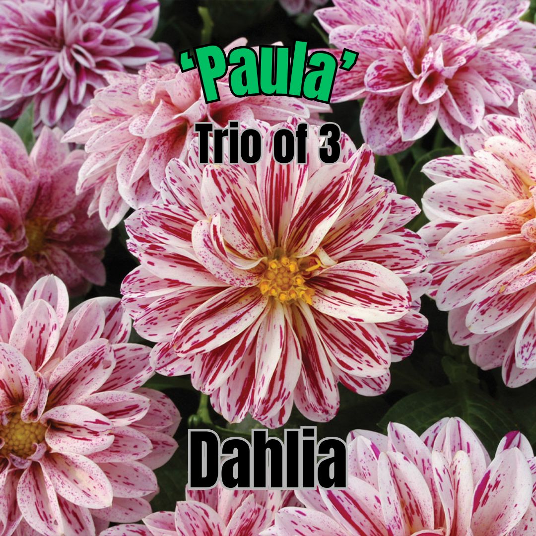 Dahlia, Dahlietta Paula - Trio of 3 plants
