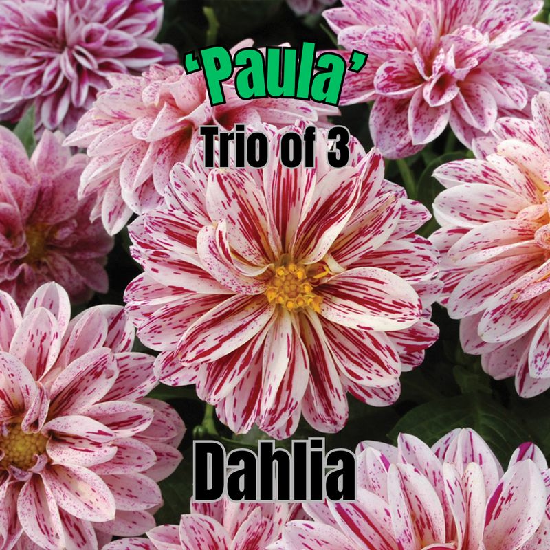 Dahlia, Dahlietta Paula - Trio of 3 plants