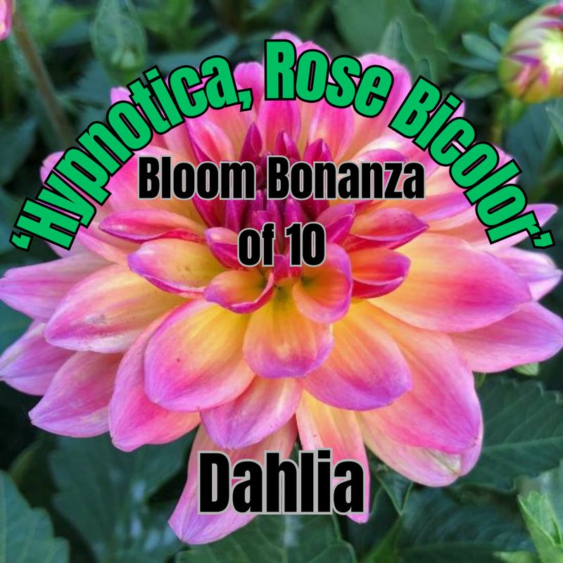Dahlia, Hypnotica Rose Bicolor - Bloom Bonanza of 10 plants