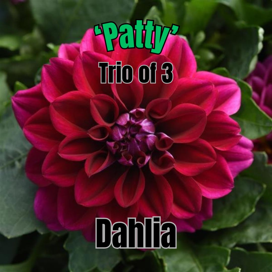 Dahlia, Dahlietta Patty - Trio of 3 plants