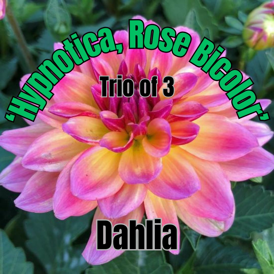 Dahlia, Hypnotica Rose Bicolor - Trio of 3 plants