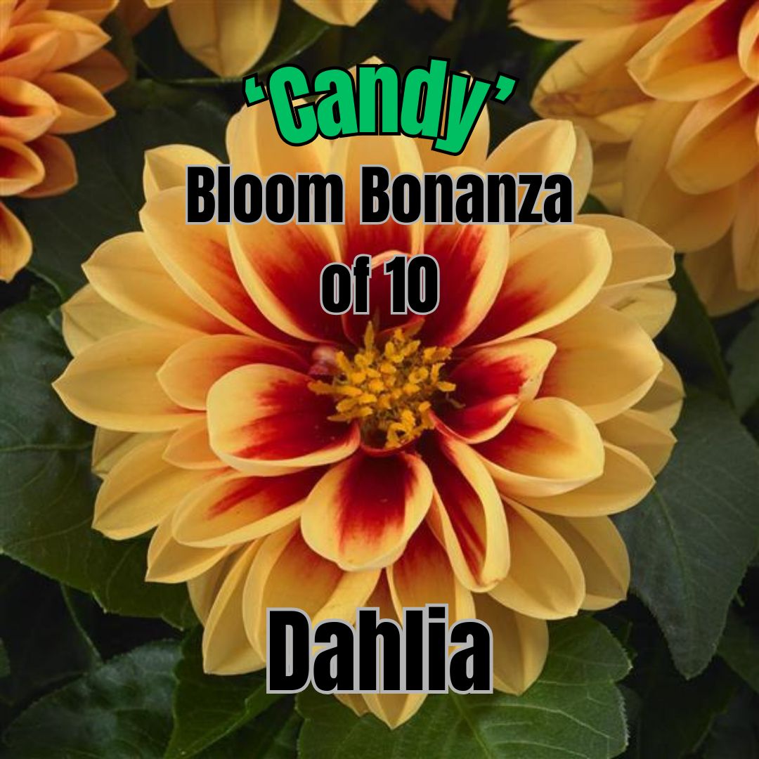 Dahlia, Dahlietta Candy - Bloom Bonanza of 10 plants