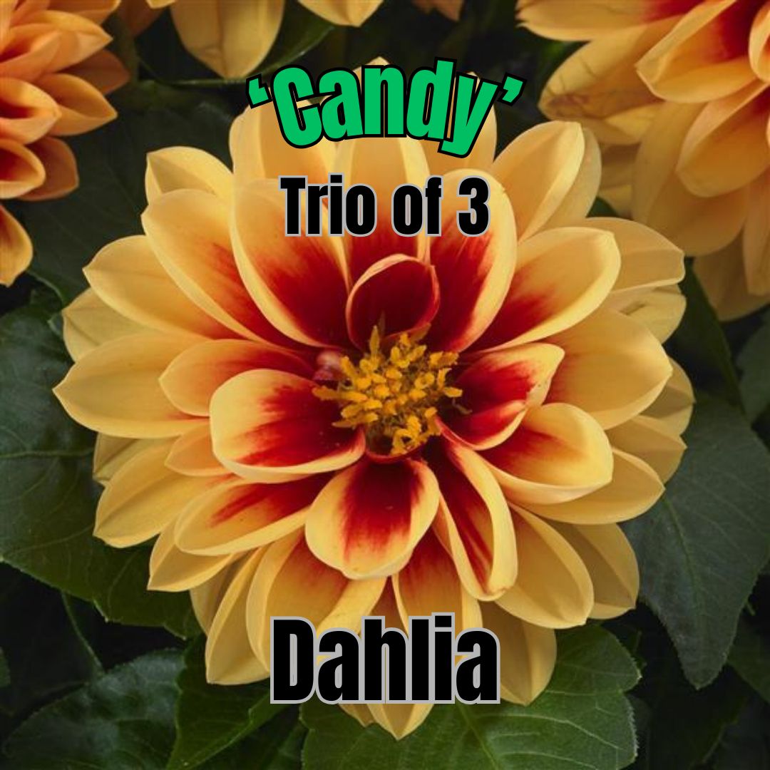 Dahlia, Dahlietta Candy - Trio of 3 plants