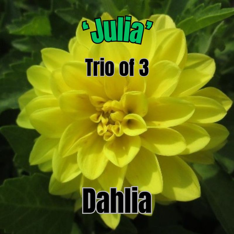 Dahlia, Dahlietta Julia - Trio of 3 plants