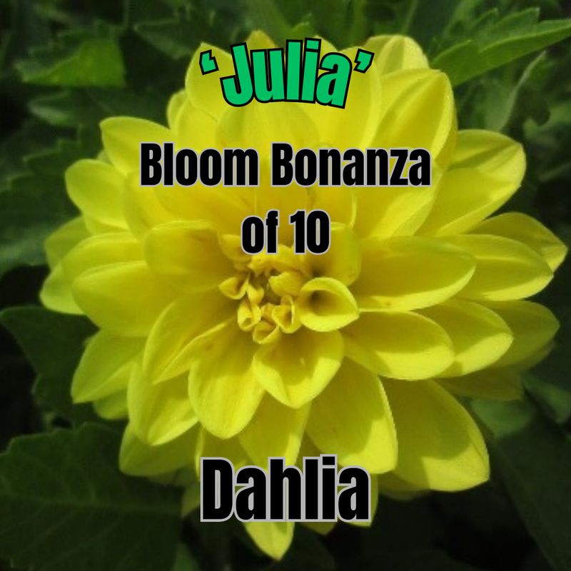 Dahlia, Dahlietta Julia - Bloom Bonanza of 10 plants