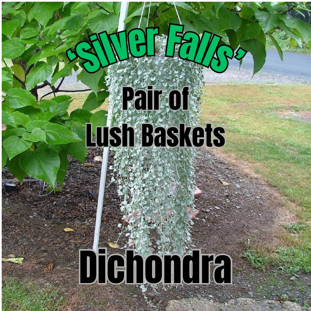 Dichondra, Silver Falls - Pair of Lush Baskets