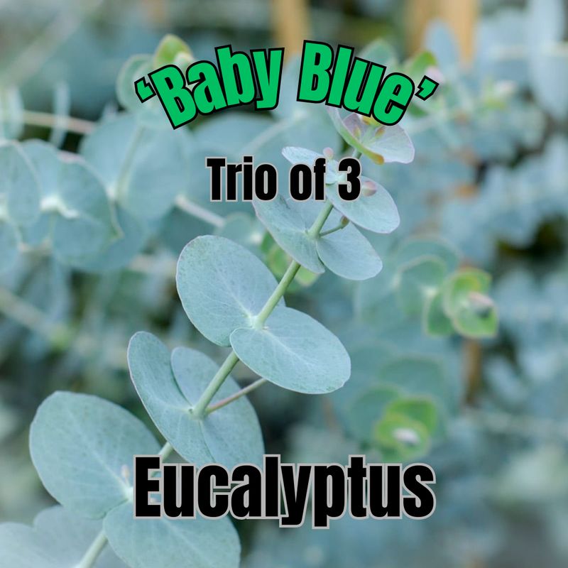 Eucalyptus, Baby Blue - Trio of 3 plants