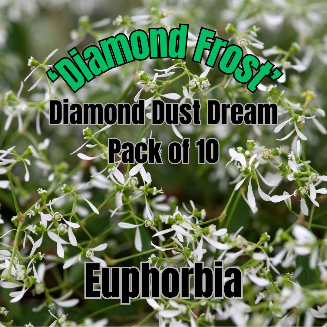 Euphorbia, Diamond Frost - Diamond Dust Dream Pack