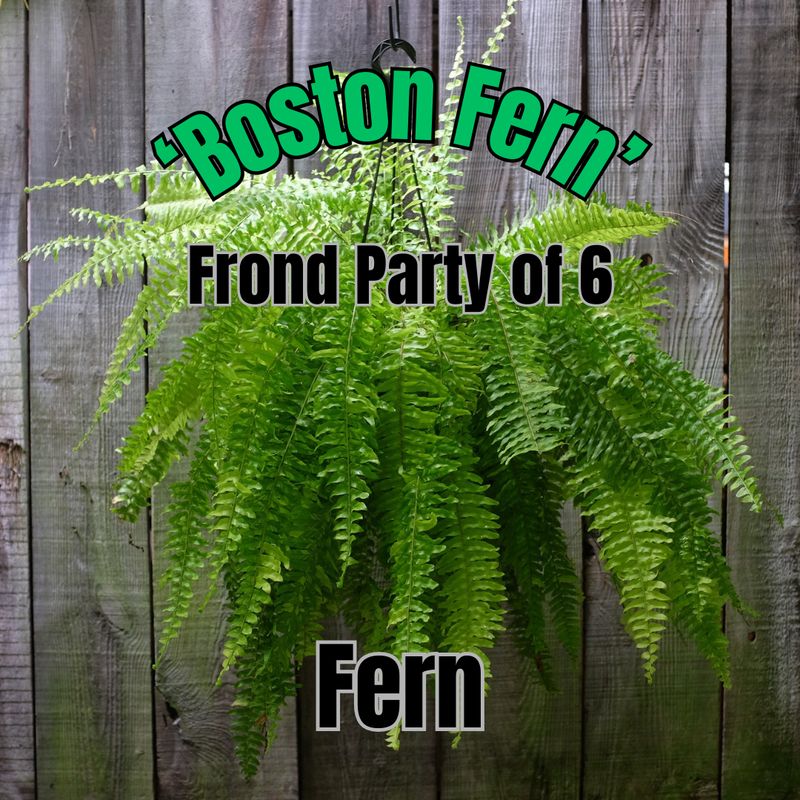 Boston Fern - Frond Party of 6 Baskets