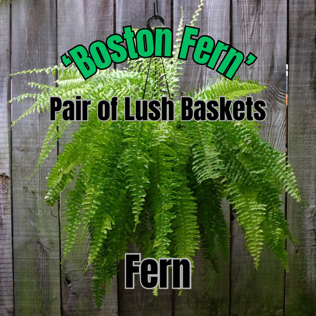 Boston Fern - Pair of Lush Baskets