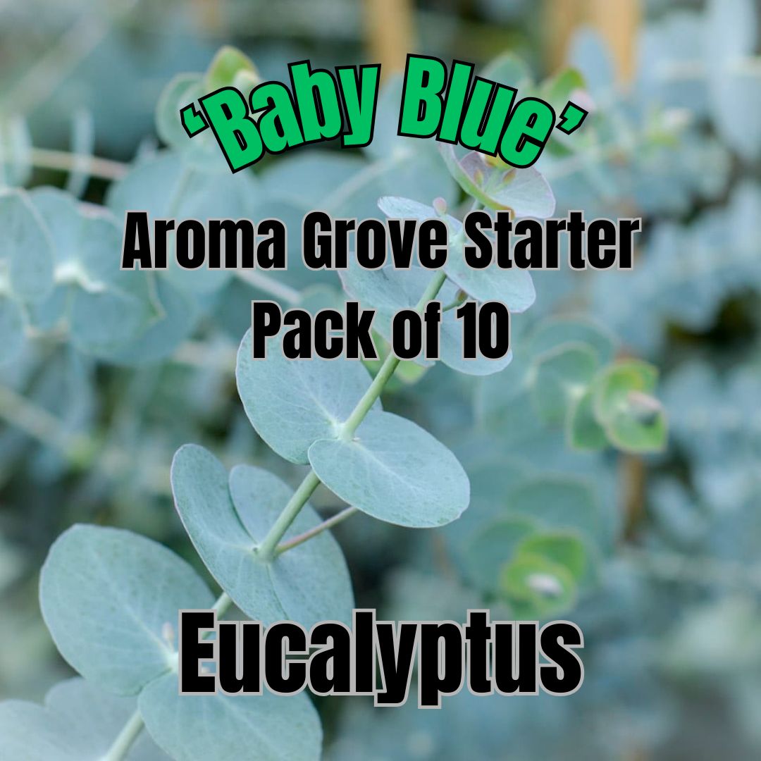 Eucalyptus, Baby Blue - Aroma Grove Start Pack of 10 plants