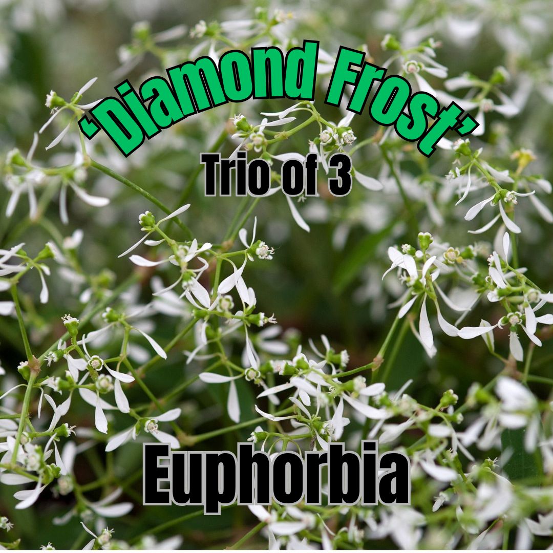 Euphorbia, Diamond Frost - Trio of 3 plants