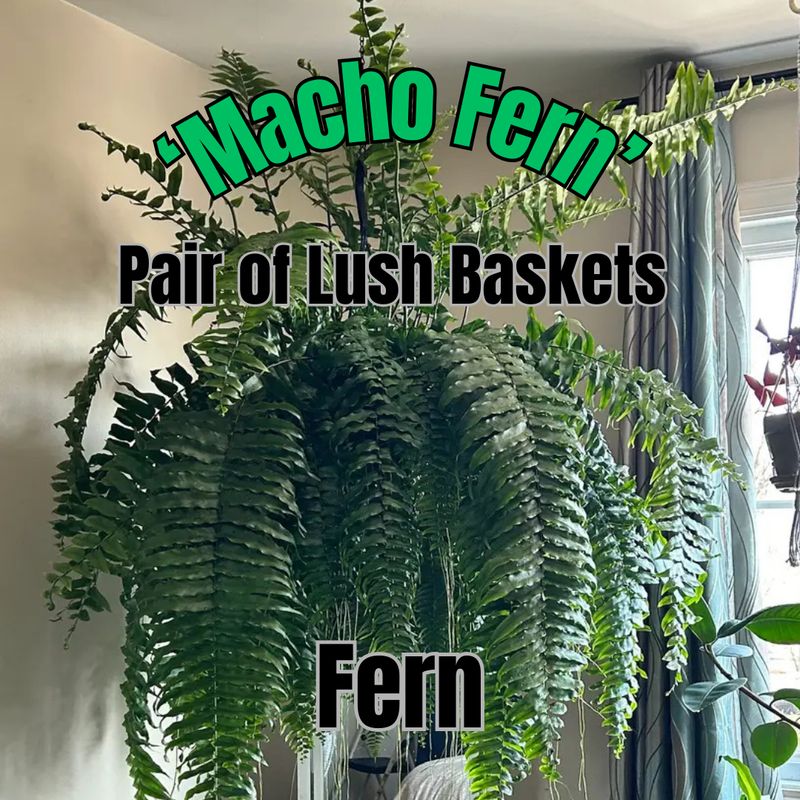 Macho Fern - Pair of Lush Baskets