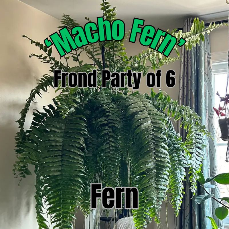 Macho Fern - Frond Party of 6 Baskets