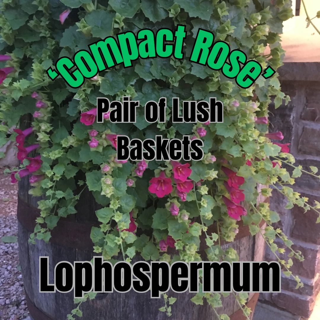 Lophospermum, Compact Rose - Pair of Lush Baskets
