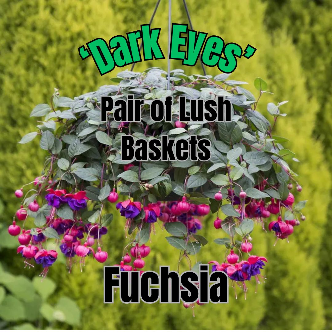 Fuchsia, Dark Eyes - Pair of Lush Baskets