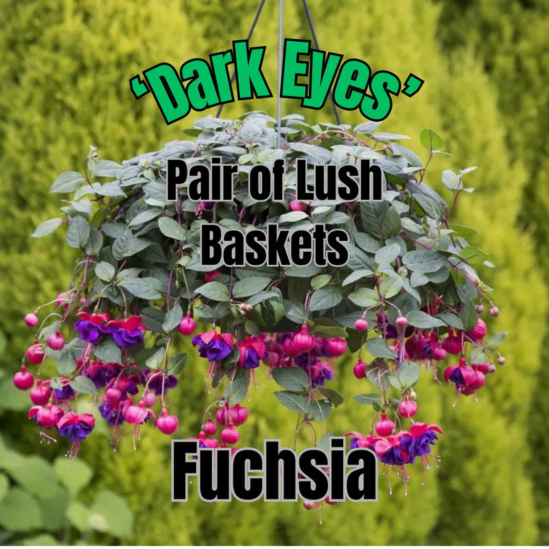 Fuchsia, Dark Eyes - Pair of Lush Baskets