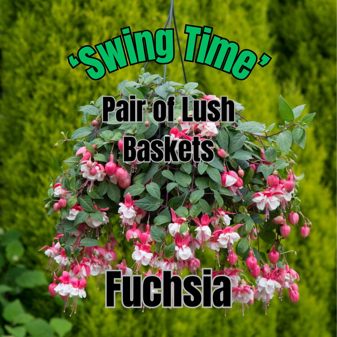 Fuchsia, Swing Time - Pair of Lush Baskets