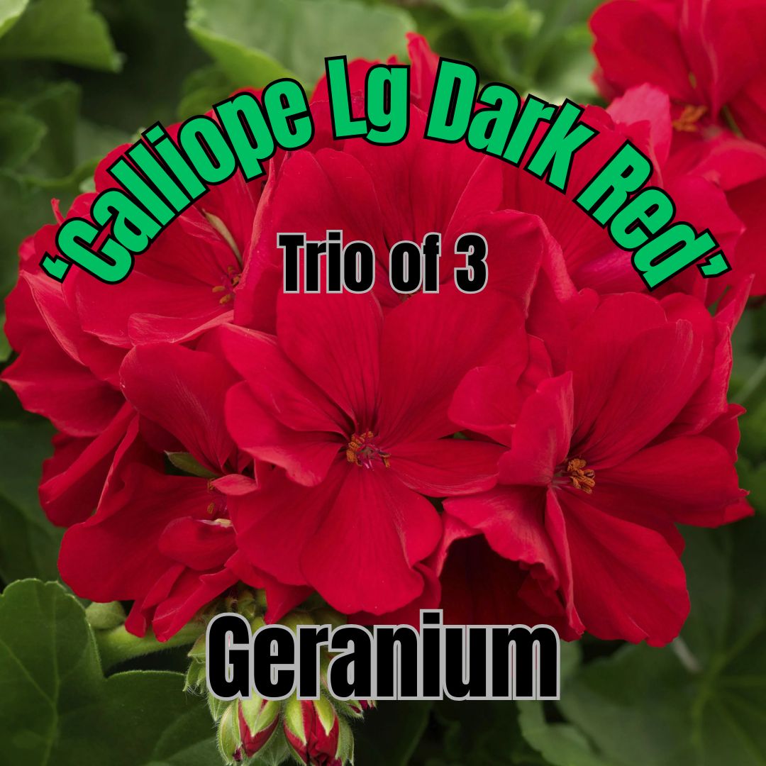 Geranium, Calliope Dk Red - Trio of 3 plants