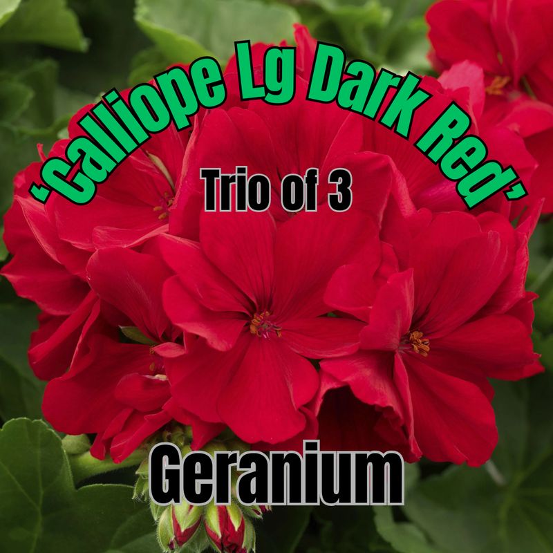 Geranium, Calliope Dk Red - Trio of 3 plants
