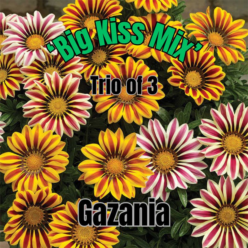Gazania, Big Kiss Mix - Trio of 3 plants