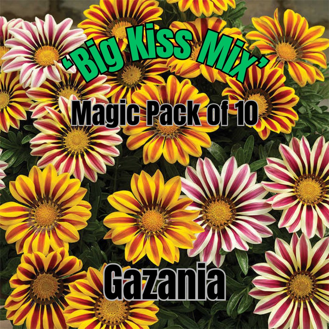 Gazania, Big Kiss Mix - Magic Pack of 10