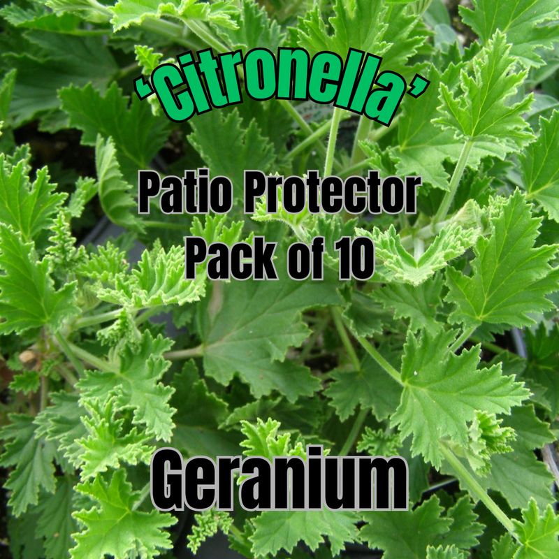 Geranium, Citronella - Patio Protector Pack of 10