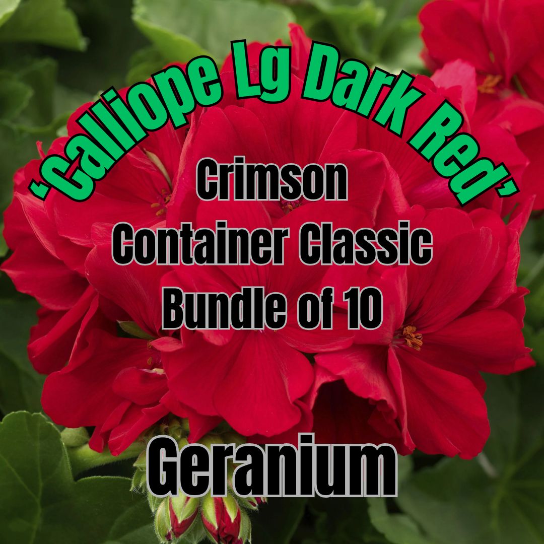 Geranium, Calliope Dk Red - Crimson Container Classic Bundle