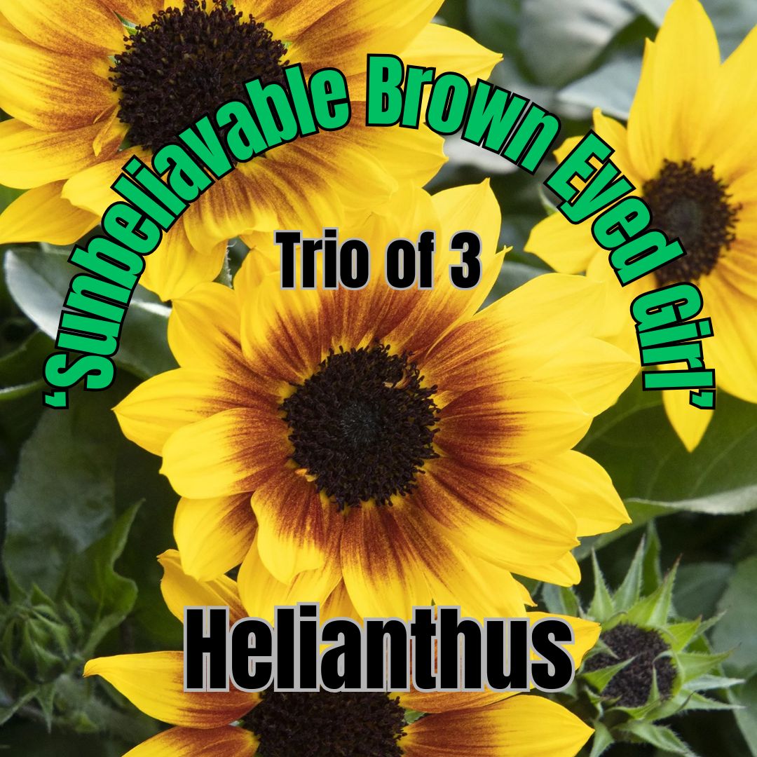 Helianthus, Brown-Eyed Girl - 3,000 Blooms (Trio of plants)