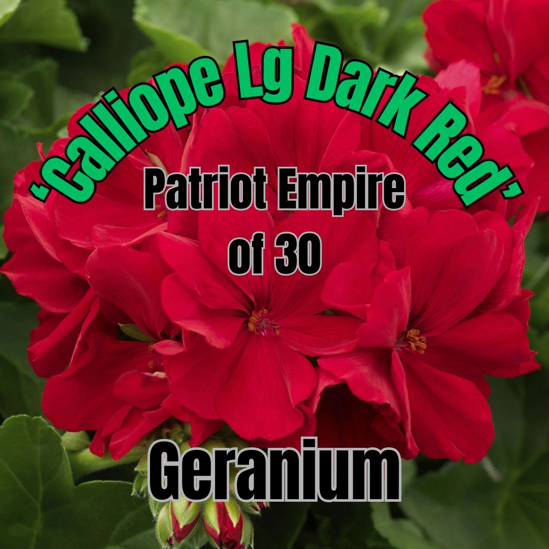 Geranium, Calliope Dk Red - Patriot Empire of 30