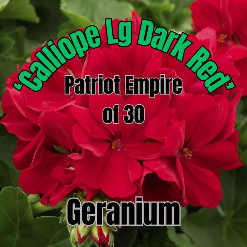 Geranium, Calliope Dk Red - Patriot Empire of 30