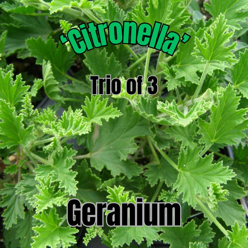 Geranium, Citronella - Trio of 3 plants