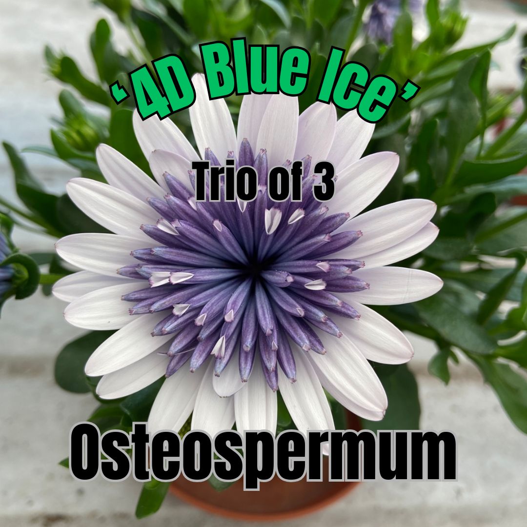 Osteospermum, 4D Blue Ice - Trio of plants