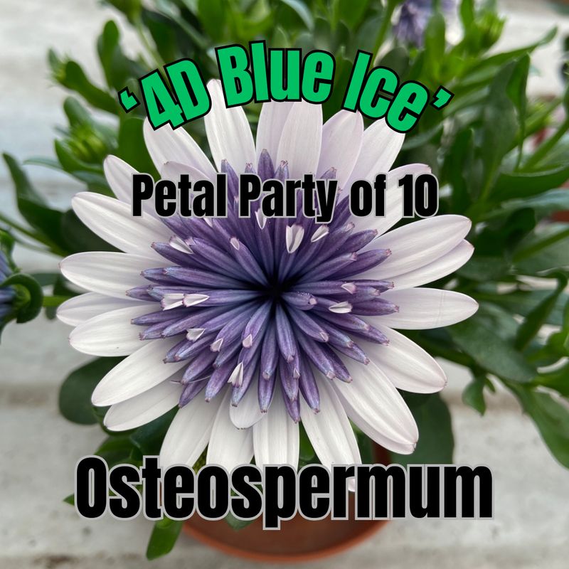 Osteospermum, 4D Blue Ice - Petal Party of 10
