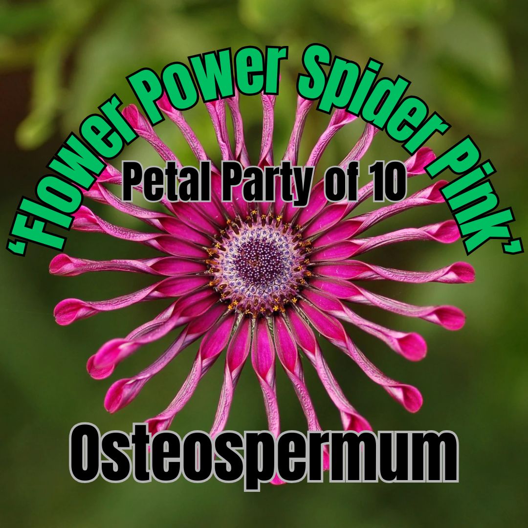 Osteospermum, FP Spider Pink - Petal Party of 10