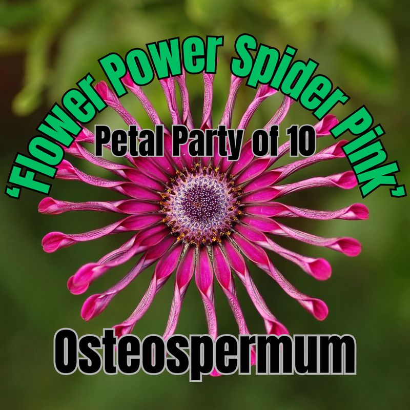 Osteospermum, FP Spider Pink - Petal Party of 10