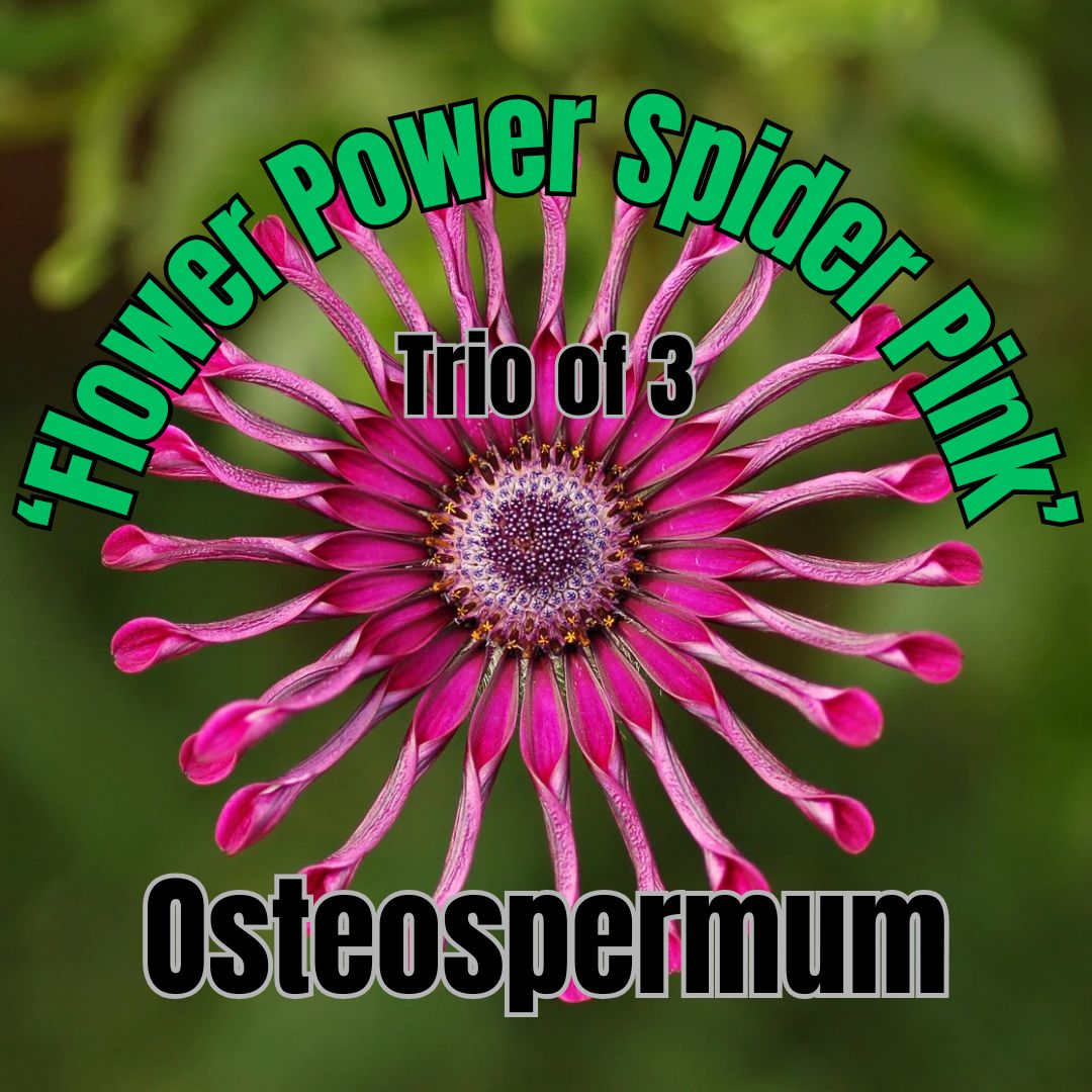 Osteospermum, FP Spider Pink - Trio of plants