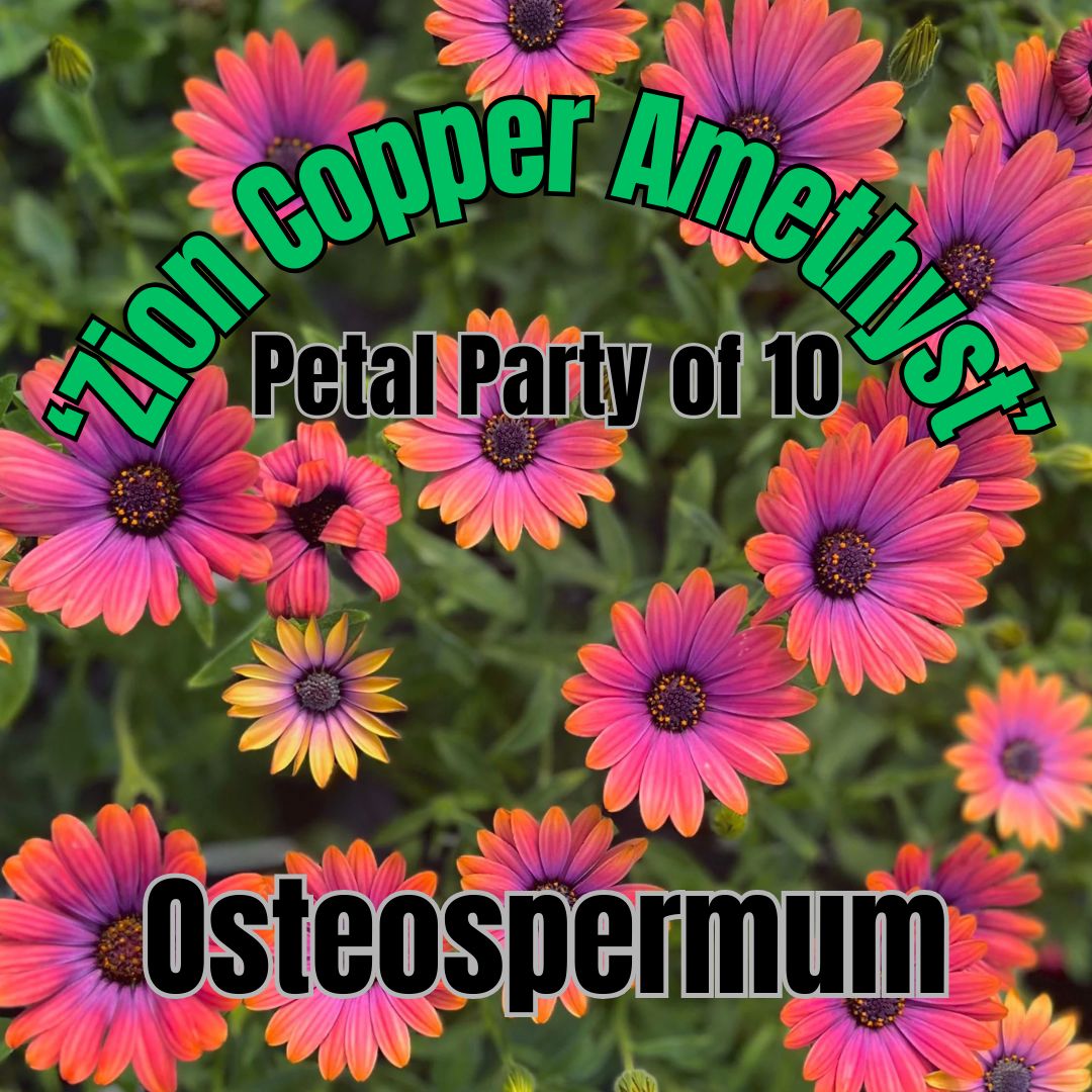 Osteospermum, Zion Copper Amethyst - Petal Party of 10