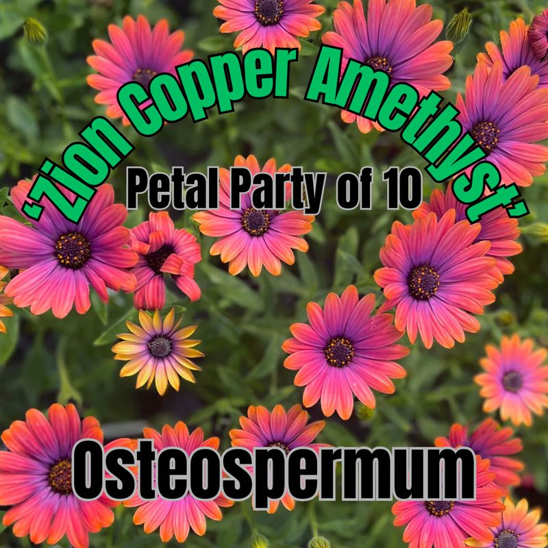 Osteospermum, Zion Copper Amethyst - Petal Party of 10