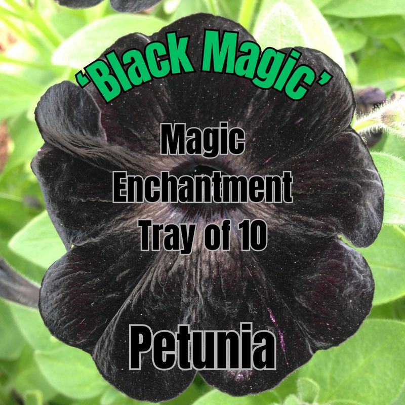 Petunia, Black Magic - Magic Enchantment Tray of 10