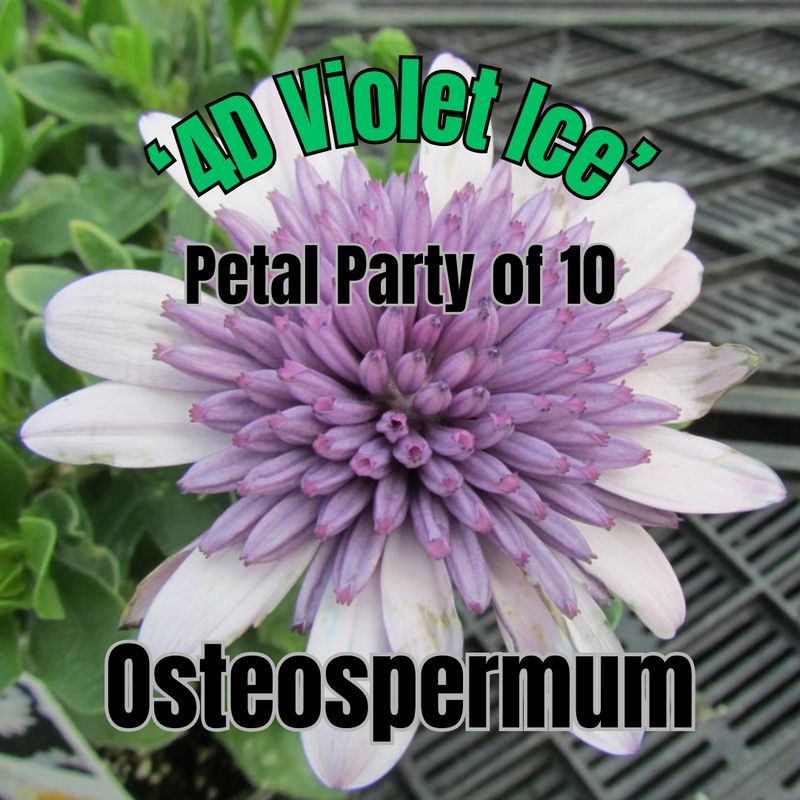 Osteospermum, 4D Violet Ice - Petal Party of 10