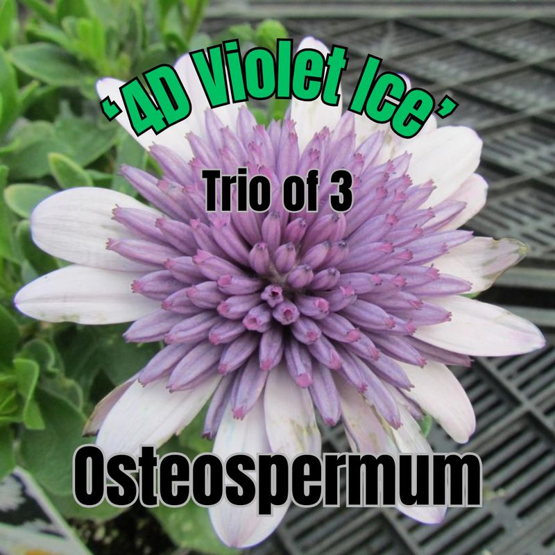 Osteospermum, 4D Violet Ice - Trio of plants
