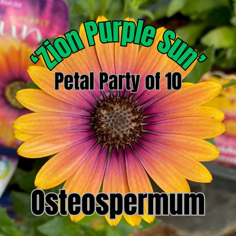 Osteospermum, Zion Purple Sun - Petal Party of 10